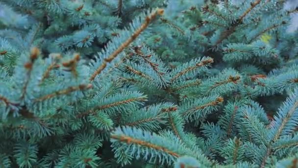 Close-up van groene fir takken, volledige frame — Stockvideo