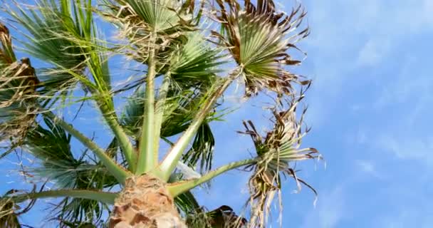 Palm träd på blå himmel bakgrund — Stockvideo