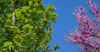 Yeşil ağaç, kiraz çiçeği, o mavi gökyüzü arka plan üzerinde fener