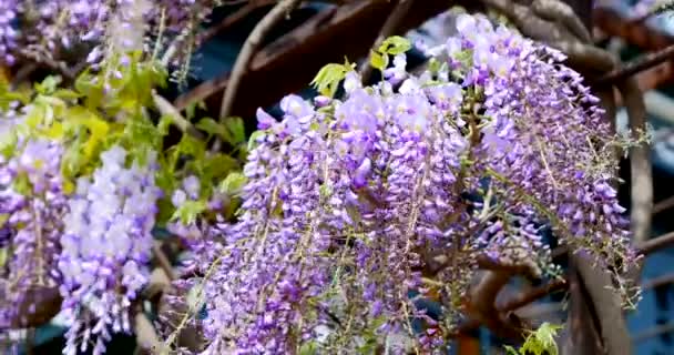 Primer plano flores de color lila revoloteando en el viento — Vídeo de stock