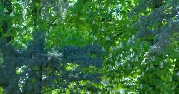 Kastanienzweige und Bäume wiegen sich im Wind — Stockvideo