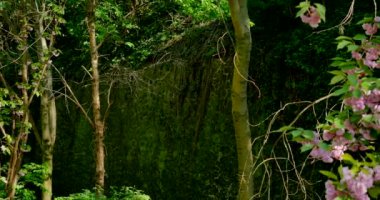 Duvar yeşil çiçekli ağaçlar yakınındaki bahar