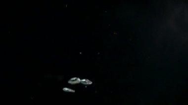 Siyah arka plan karşı su kabarcıkları