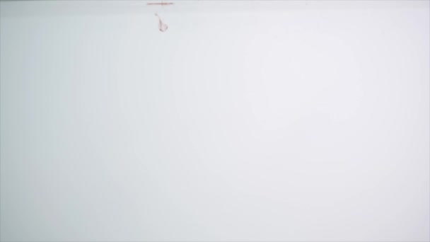 白い背景の上の水槽で水のしぶきで赤ピーマンを撮影スタジオ — ストック動画