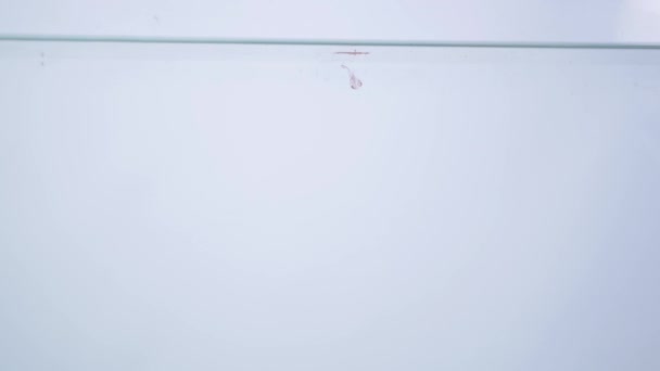 Stüdyo su sıçrama içinde akvaryum beyaz zemin üzerine kırmızı biber vurulmuş — Stok video