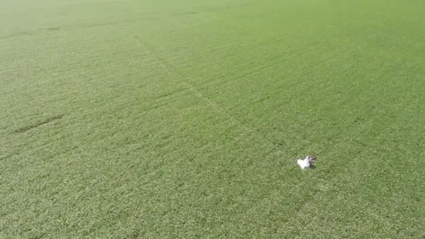 Noiva e noivo andando em um campo verde. drone de tiro . — Vídeo de Stock