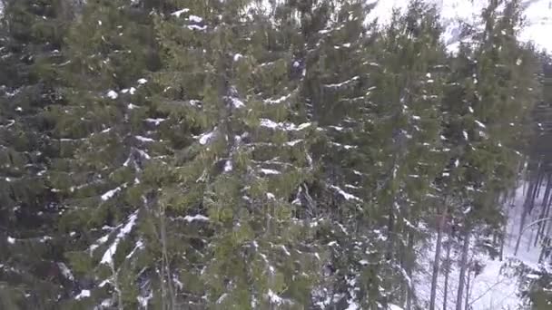 Vista aérea da floresta no tempo de inverno — Vídeo de Stock