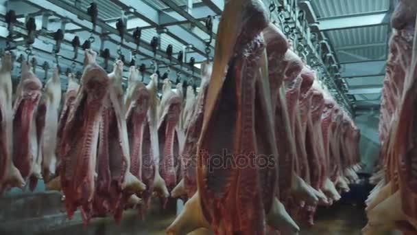 Canales de cerdo colgadas de ganchos en una fábrica de carne — Vídeo de stock