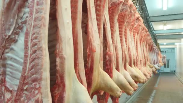 Vepřové maso jatečně upravených těl na háčky v továrně na maso — Stock video