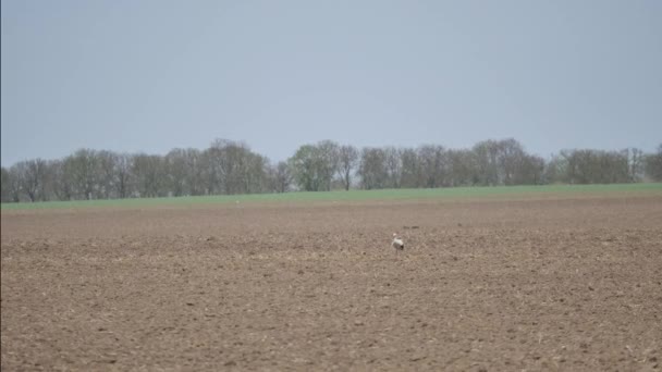 Storch auf einem Feld — Stockvideo