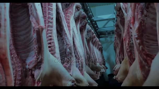 Canales de cerdo colgadas de ganchos en una fábrica de carne — Vídeo de stock