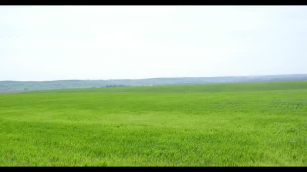 Bladeren van groen gras in de wind — Stockvideo