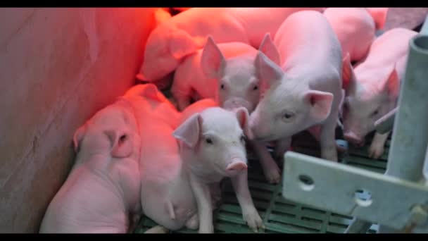 Маленькие свиньи на ферме — стоковое видео