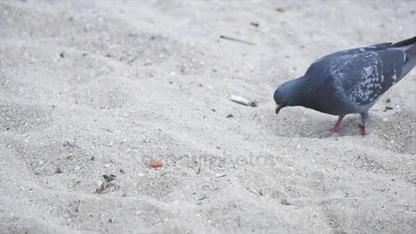 Γκρίζα dove περπάτημα στην παραλία κοντά στη θάλασσα. αργή κίνηση. — Αρχείο Βίντεο