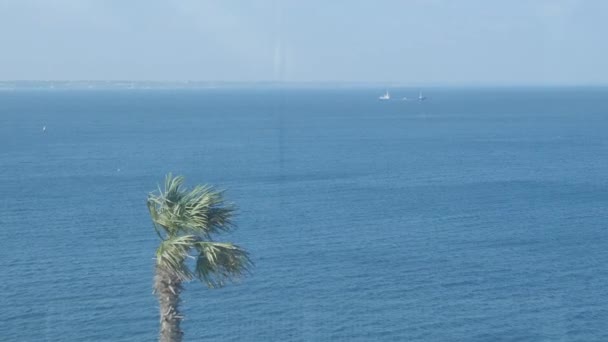 Palm tree and ship in background — Stock Video