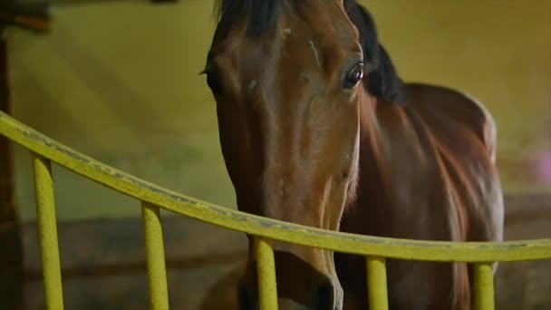 Preto branco e marrom Cavalos em seu estábulo — Vídeo de Stock