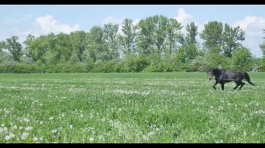 Yaz ağır çekim alanında bir leash üzerinde atlar koşmak