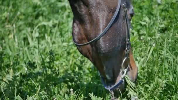 Zwarte paard eten gras langzame mition — Stockvideo