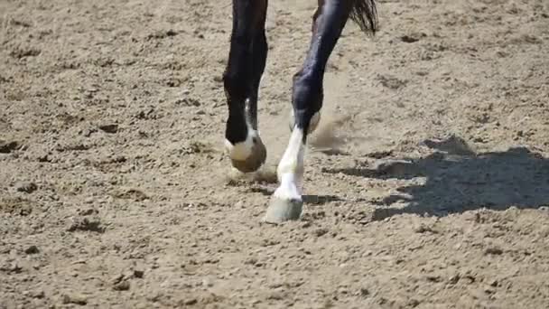 Close up van de hoeven van het paard in beweging. Slow motion — Stockvideo