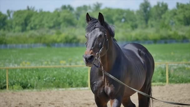 Cavalos em uma coleira correm no campo no verão câmera lenta — Vídeo de Stock