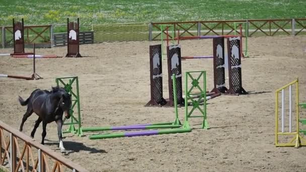 Le cheval court dans l'arène à l'heure d'été au ralenti — Video