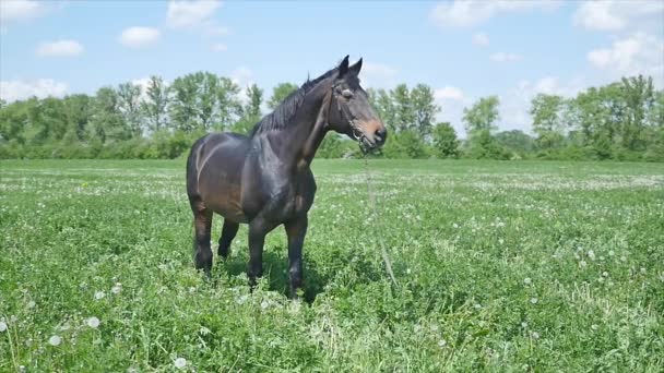 Cavalo preto comer grama lento mition — Vídeo de Stock