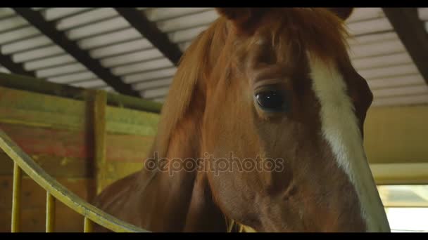 Nero bianco e marrone Cavalli nella loro stalla — Video Stock
