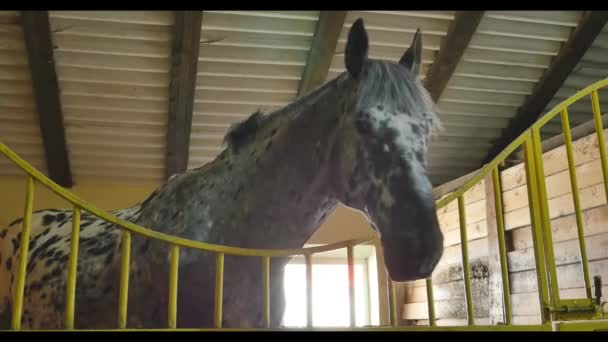 Svart vita och bruna hästar i sitt stall — Stockvideo