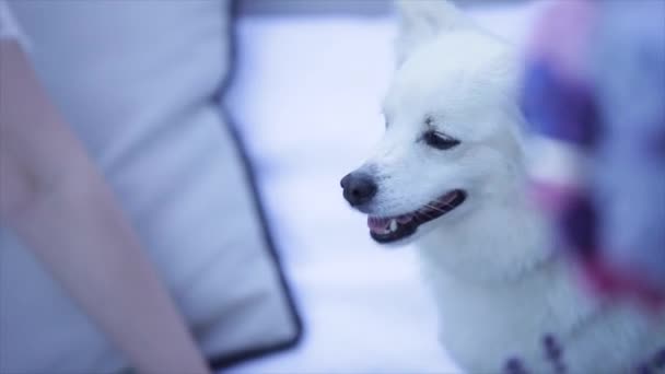 Bir İsviçre çoban köpeği köpek yavrusu Close-Up — Stok video