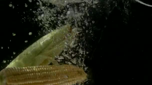 Fresh sweet corn falling into clear water with splash on black background slow motion close-up — Stock Video