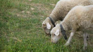 Padok iki Merinos koyun kuzu