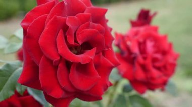 Kırmızı brier bush, güneş fişekleri çiçek gül