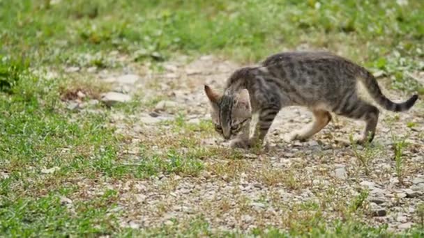 Aranyos cica játszik szabadtéri, a zöld fű — Stock videók