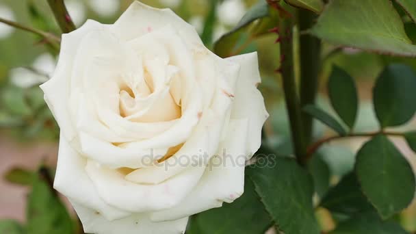 Witte Briar rose bloem op bush, zon fakkels — Stockvideo