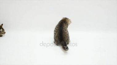 İki kedi topu ile beyaz bir arka plan üzerinde oynuyorlar
