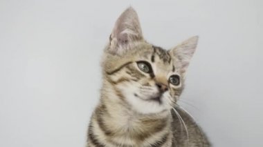 Kedi bakmak beyaz bir arka plan üzerinde