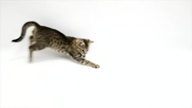 Beyaz bir arka plan üzerinde yavaş oynayan kedi
