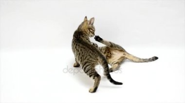 İki kedi birbirleri ile beyaz zemin üzerine, ağır çekim oyun