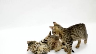 İki kedi beyaz bir arka plan üzerinde ağır çekim birbirleriyle kavga