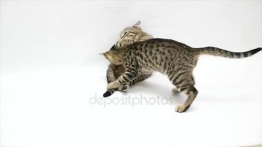 İki kedi beyaz bir arka plan üzerinde ağır çekim birbirleriyle kavga