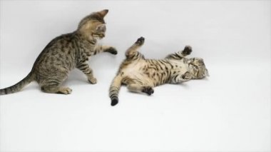 İki kedi beyaz bir arka plan üzerinde ağır çekim birbirleriyle kavga