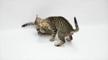 İki kedi beyaz bir arka plan üzerinde ağır çekim birbirleriyle kavga
