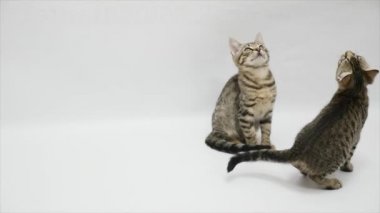 İki kedi sıçrama ve beyaz bir arka plan üzerinde atlama