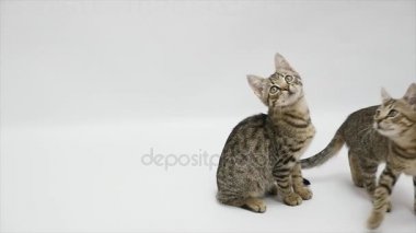 İki kedi aramak ve beyaz bir arka plan üzerine atlamak