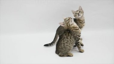 İki kedi sıçrama ve beyaz bir arka plan üzerinde atlama