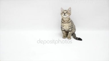 Kedi bakmak beyaz bir arka plan üzerinde