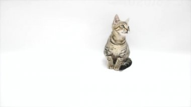 Kedi bakmak beyaz bir arka plan üzerinde
