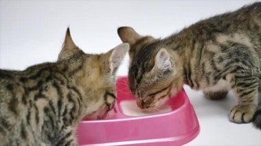 İki sevimli yavru kedi içecek süt, beyaz bir arka plan üzerinde izole