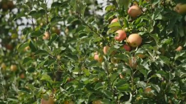 Orchard sarı elma ile elma ağaçlarının