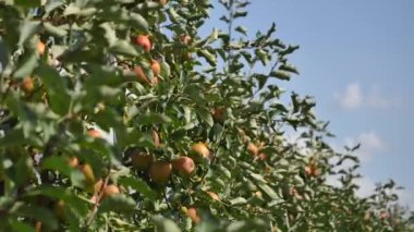 Orchard sarı elma ile elma ağaçlarının